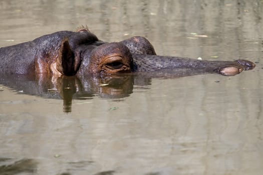 a great and big hippopotamus in africa