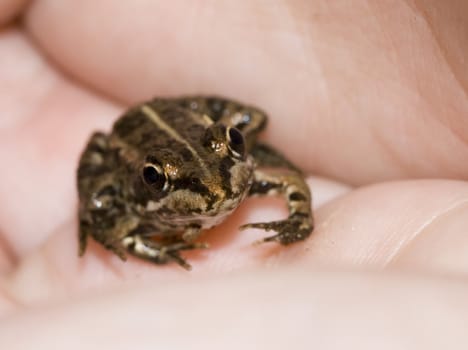 a frog over a human hand