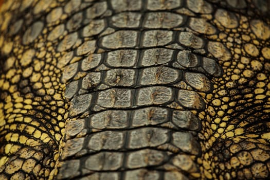 detail of a skin of a great alligator