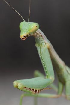 picture macro of a beautiful green mantis