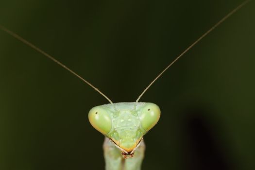 picture macro of a beautiful green mantis