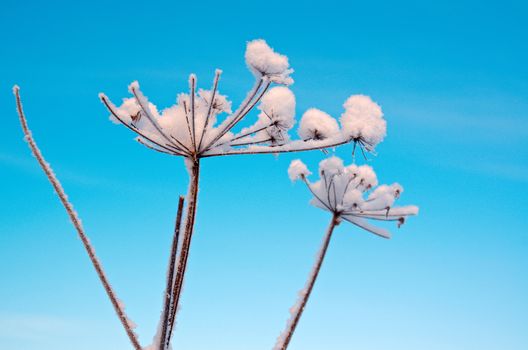 Winter landscape.Winter scene .Frozenned flower