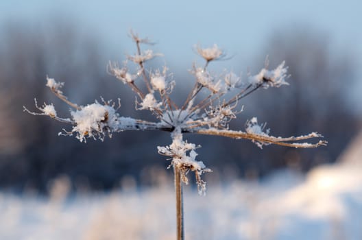 Winter landscape.Winter scene .Frozenned flower
