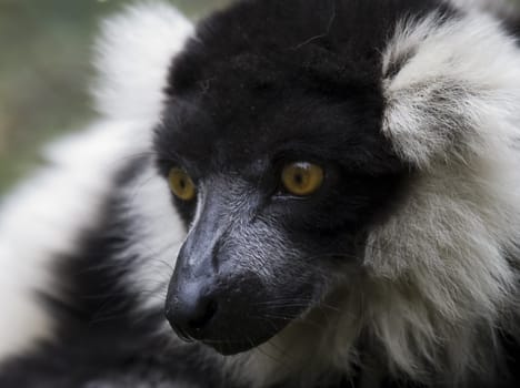 LEMUR