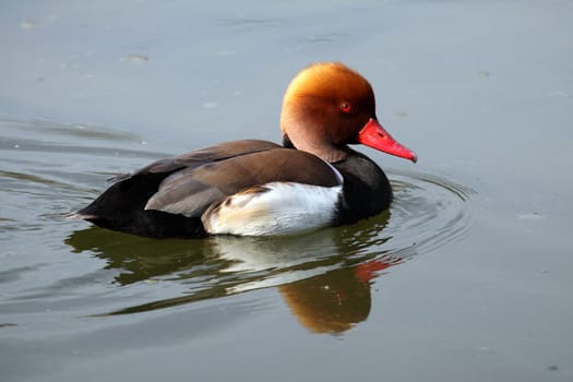 portrait of a beautiful and cute duck