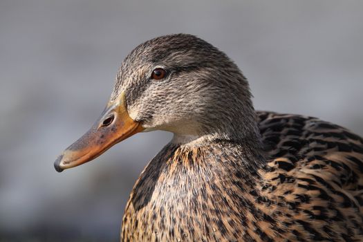 portrait of a beautiful and cute duck