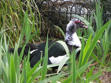 wild duck