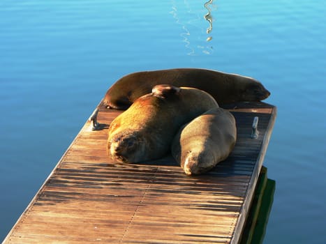 seals in nature
