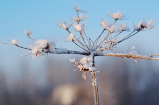 Winter landscape.Winter scene .Frozenned flower