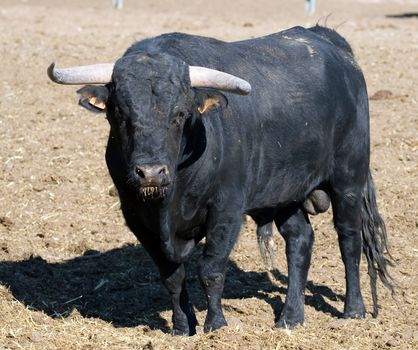 Picture of a brave and beautiful spanish bull