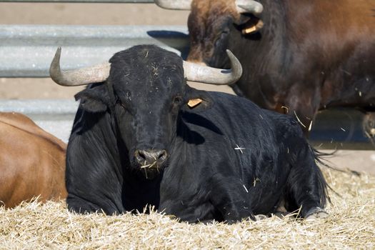 Picture of a brave and beautiful spanish bull