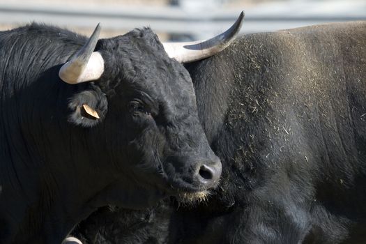 Picture of a brave and beautiful spanish bull
