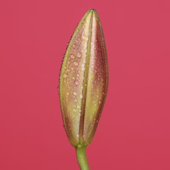 detail of a beautiful pink flower