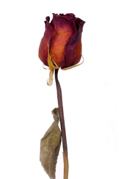 picture of an old and withered flower