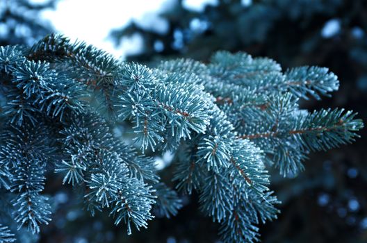Winter frost on spruce  christmas tree  close-up .Shallow depth-of-field. 