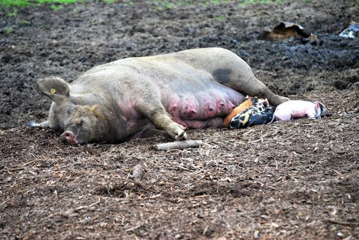 Mother pig nursing on the farm.
