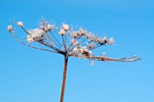 Winter landscape.Winter scene .Frozenned flower