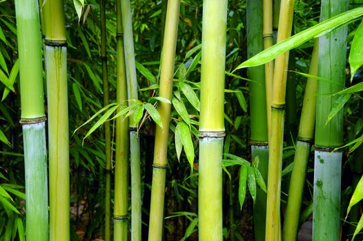 green bamboo