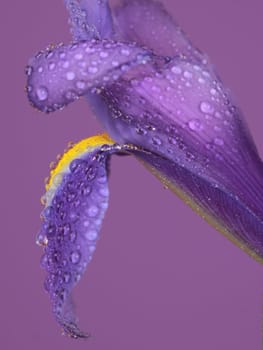 Detail of a pretty and primaveral purple flower