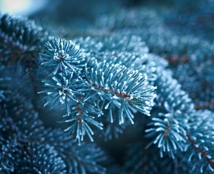 Winter frost on spruce  christmas tree  close-up .Shallow depth-of-field. 