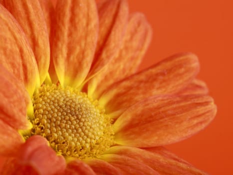 detail of a pretty and beautiful orange flower