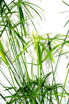 Leaves of a grass plant on a white background