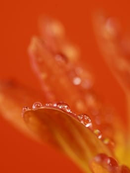 detail of a pretty and beautiful orange flower