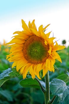 beautiful sunflowers at field with blue sky and sunburst