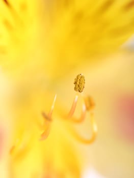 a beautiful yellow flower