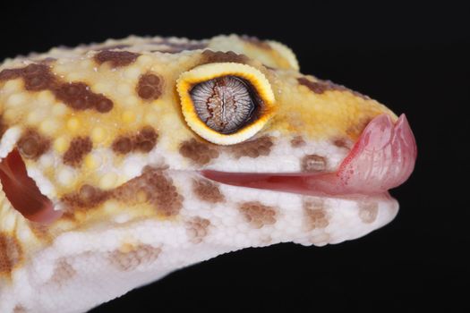 A portrait of a beautiful leopard gecko