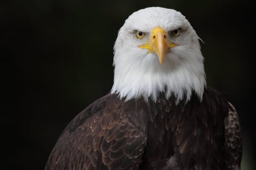 picture of a beautiful and wild bald eagle