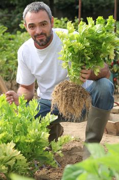 Farmer crouching by lettuce patch