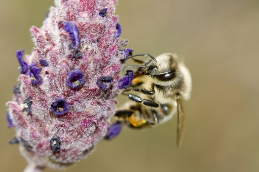 a bee in a flower