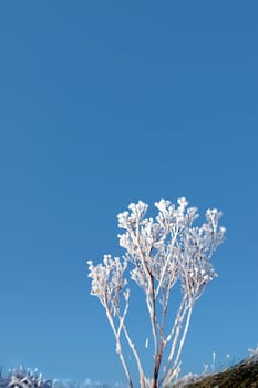 a seasonal crisp snow frosty covered grass ditch with a frozen weed plant
