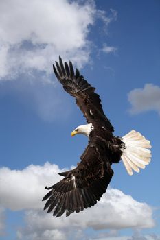 picture of a beautiful and wild bald eagle flying on a cloudy sky