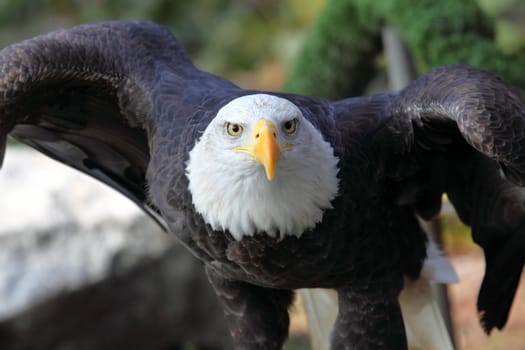 picture of a beautiful and wild bald eagle