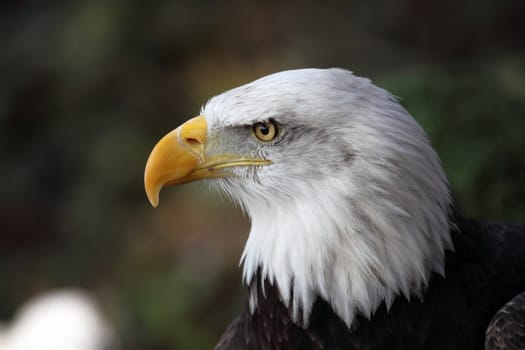 picture of a beautiful and wild bald eagle