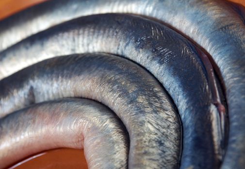 Fresh fish lamprey  on  plate. closeup