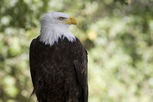 picture of a beautiful and wild bald eagle