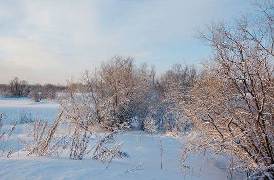 Frozen trees in snowy field.Winter landscape.