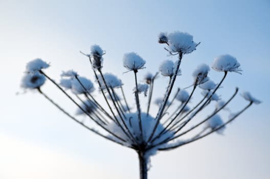 Winter landscape.Winter scene .Frozenned flower