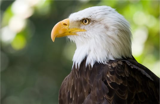 picture of a beautiful and wild bald eagle