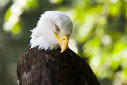 picture of a beautiful and wild bald eagle