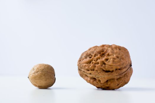 Small and large walnuts on a white background