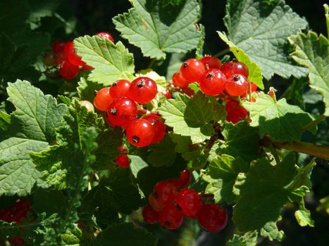 ripe redcurrant