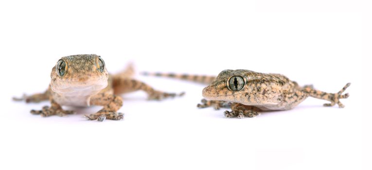 picture of two beautiful small lizards