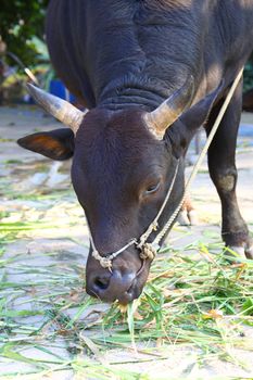 Cow eating grasses