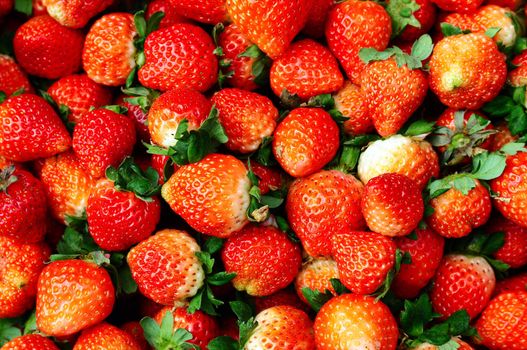 Many fresh red strawberry fruits