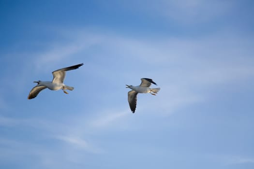 sea gull flying in the blue sky