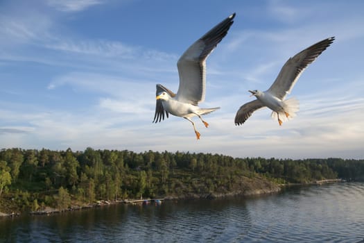 sea gull flying in the blue sky